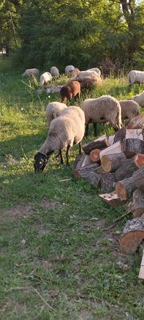 Vând oi sârbești