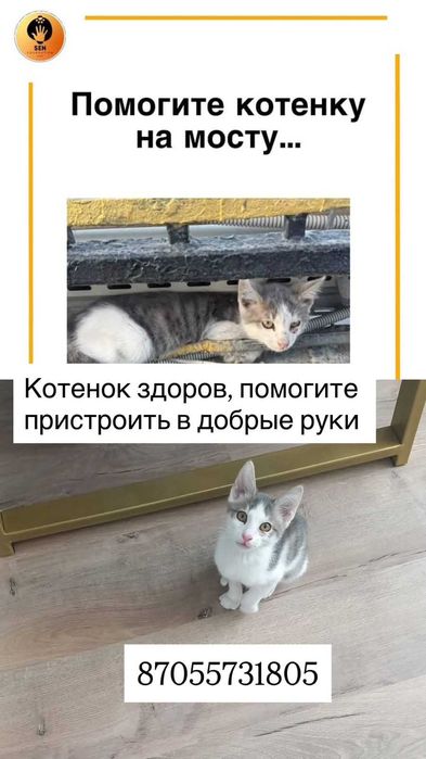 Котёнок в добрые руки