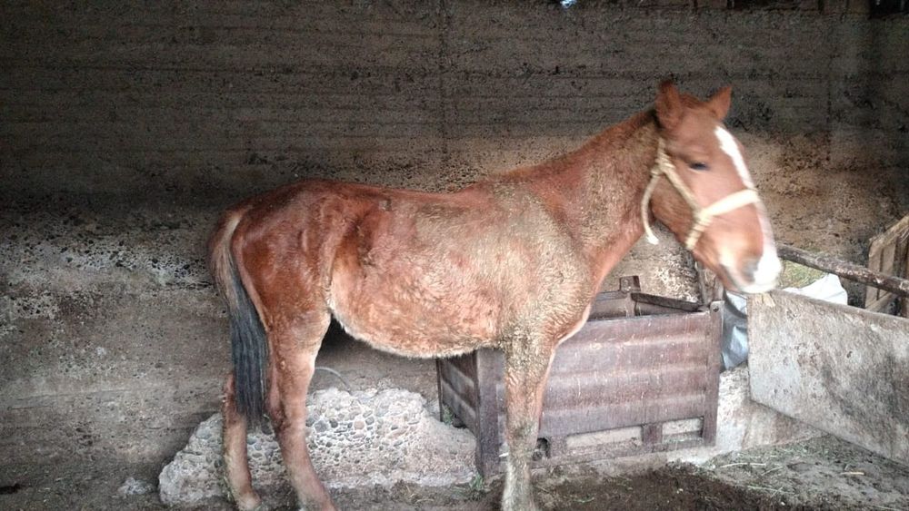 Жылкы    Жылкы..