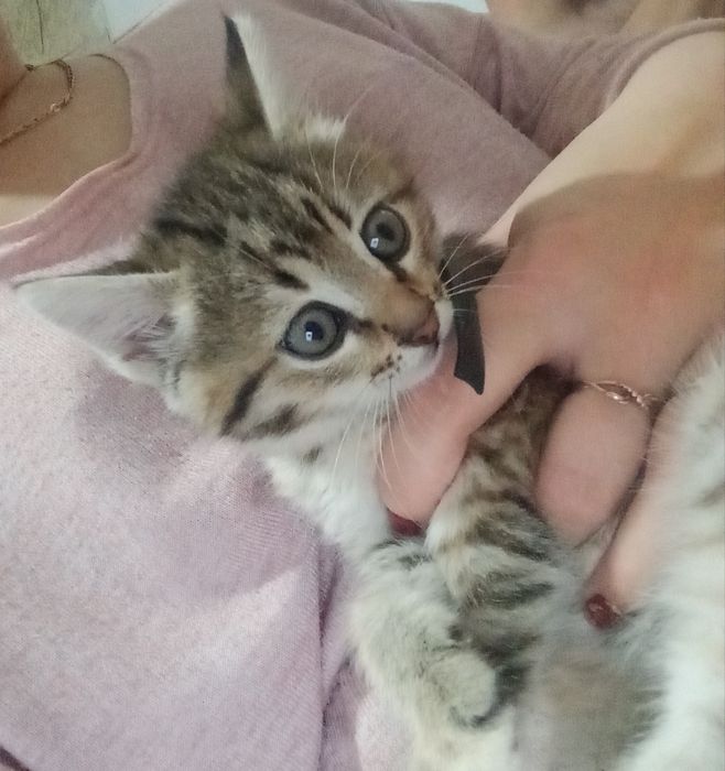 Отдам котят в хорошие руки