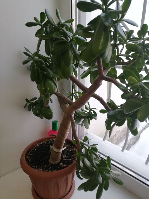 Продам толстянка, денежное дерево.