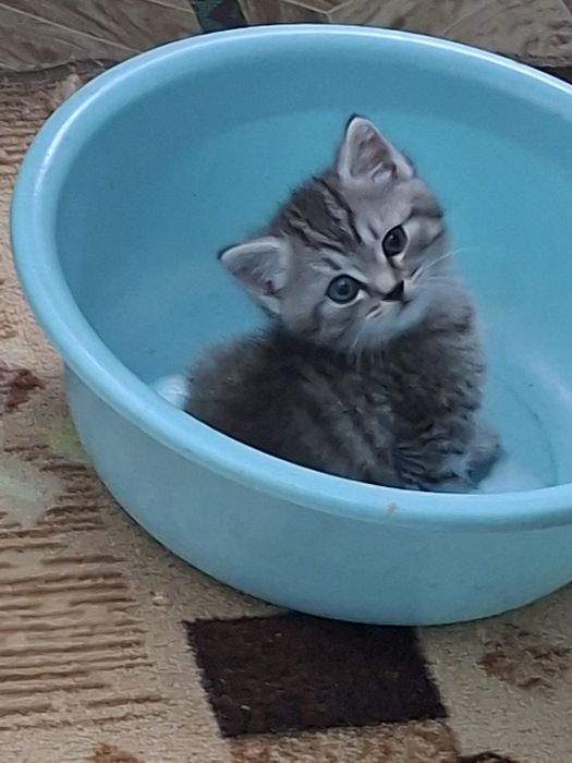 Шотладские котята