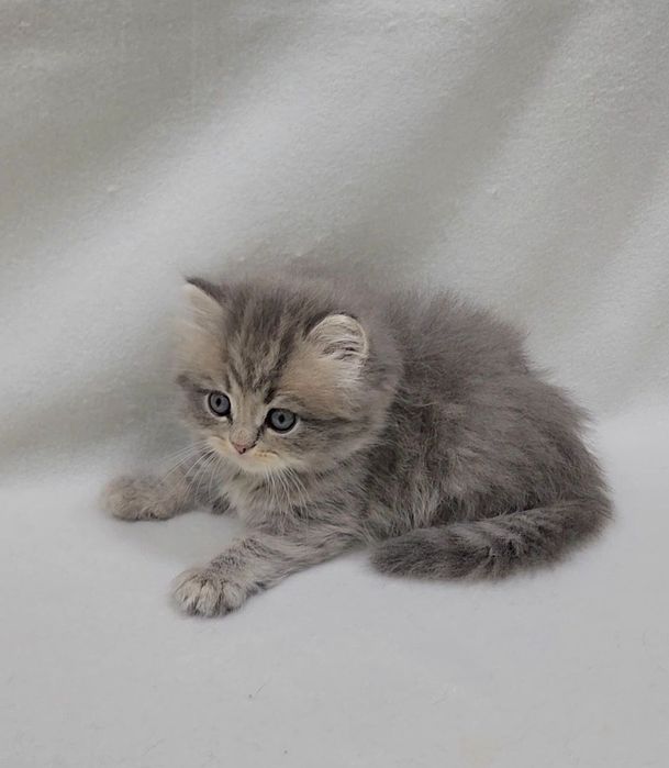 Мальчик скотиш страйт