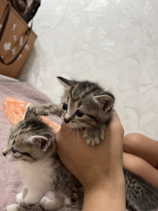 Отдам котят в добрые руки!