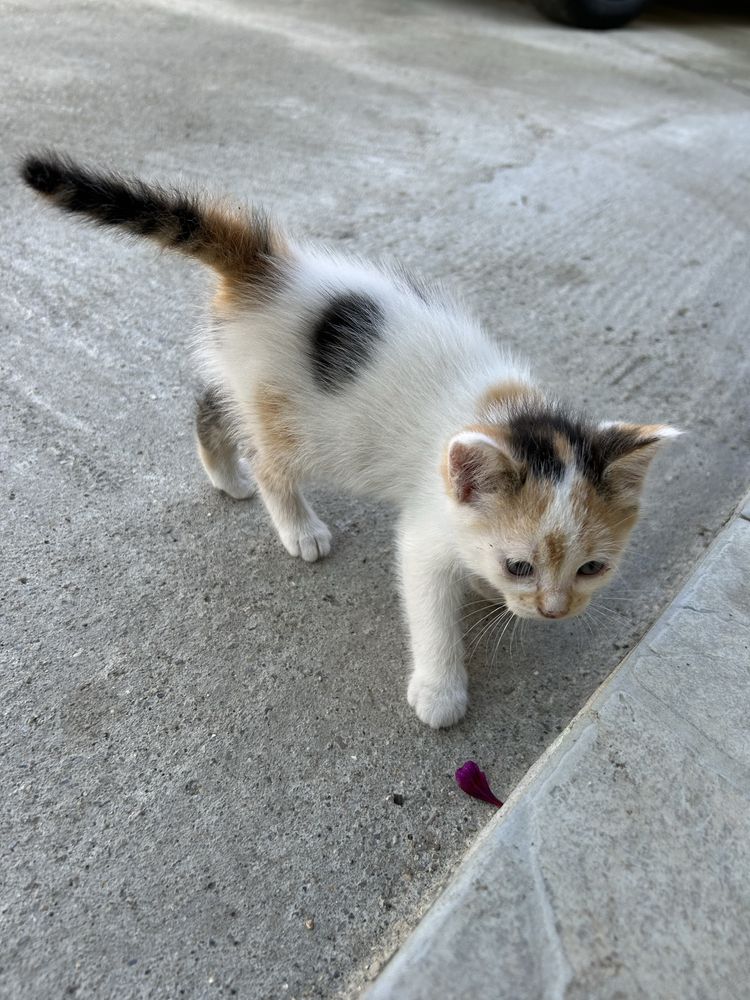 Pisicute de adoptat