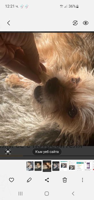 Йоркширски териер йоркш