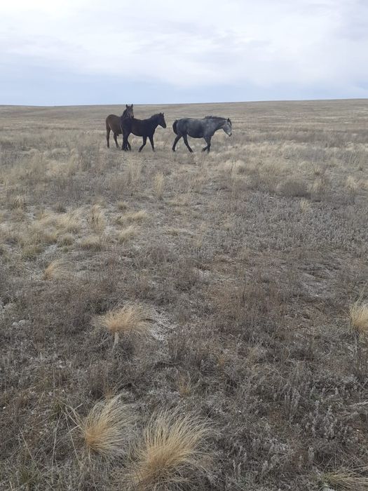 Жабағы, тай, биелер сатылады