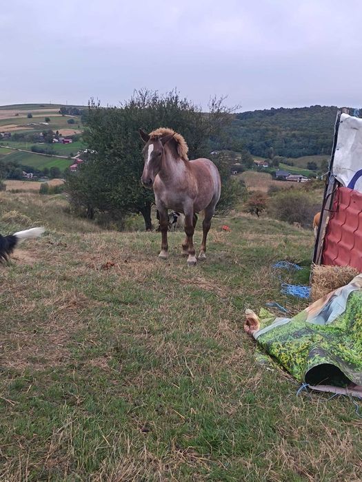 Mânză în vârstă de 7 luni