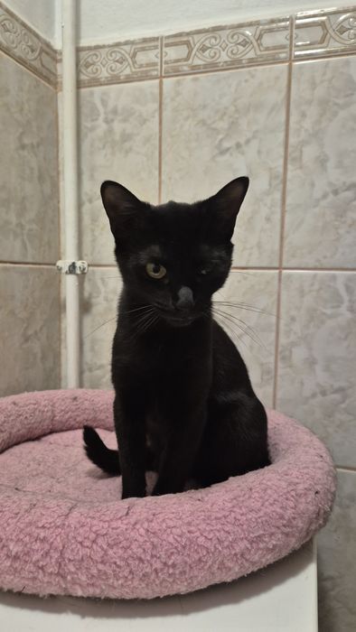 Pirata, pisica cauta familie