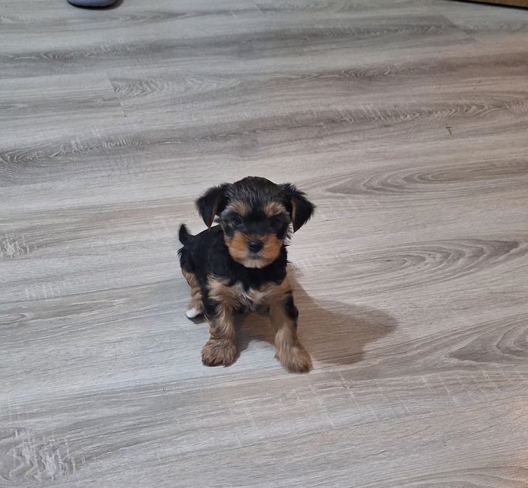 Йоркширски териер-стандартен размер