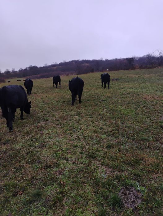 10 Vițeii angus in jur de 300kg