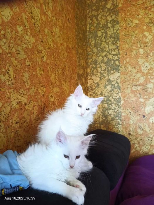 Продавам сладки породисти котенца Мейн Кун