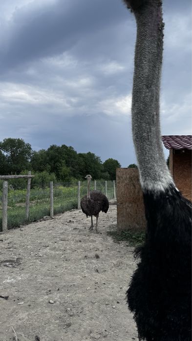 Vand struti la varsta de 5-6 ani.