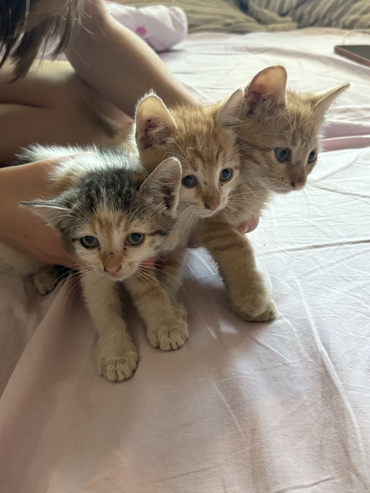 Подарявам котета