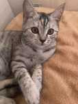 Британский кошка