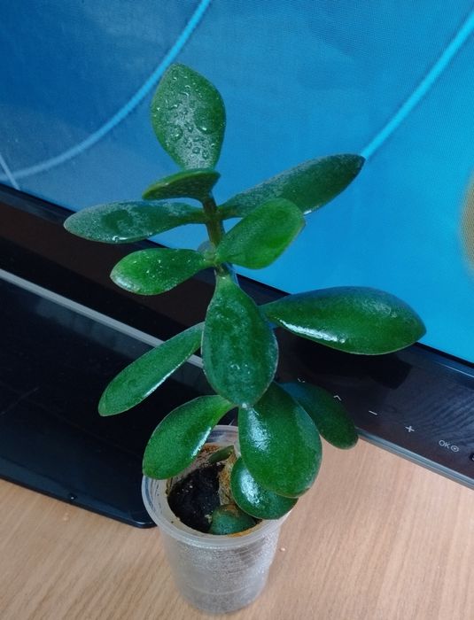 Крассула продам.
