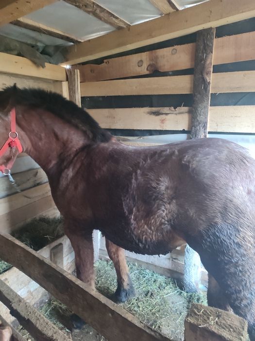 Vând mînz de 8 luni