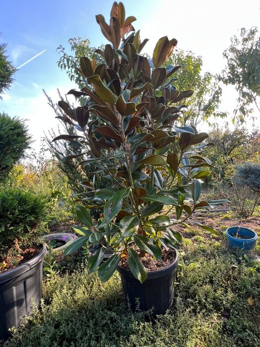 Vând Yucca rostrata,Cedru,artar japonez,bonsai,