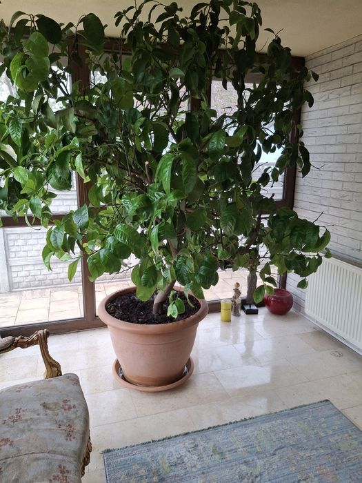 Lamai foarte frumos sanatos si foarte mare