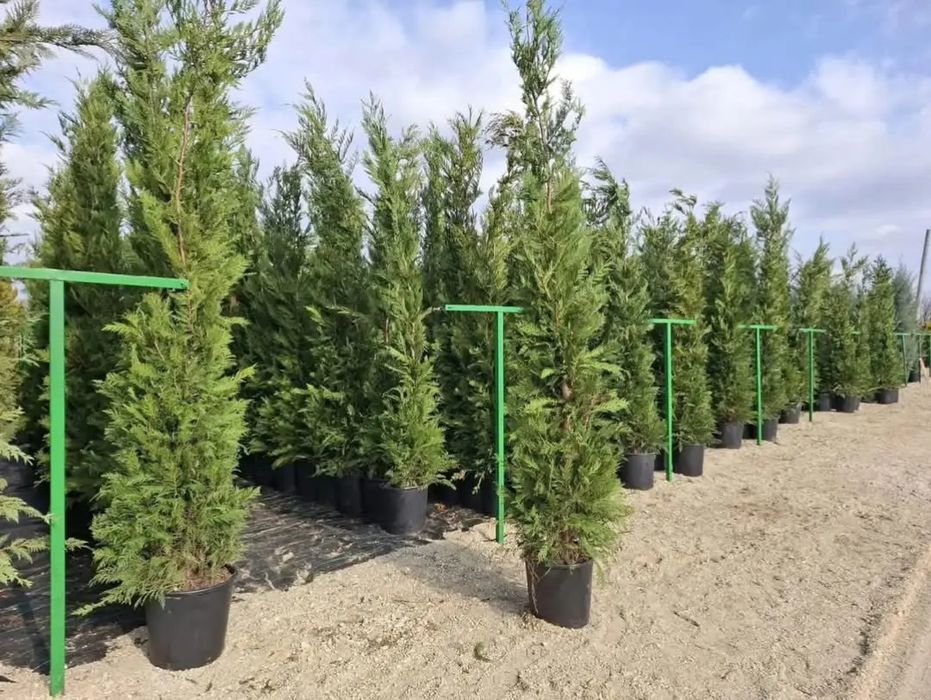 Vând plante ornamentale de înaltă calitate