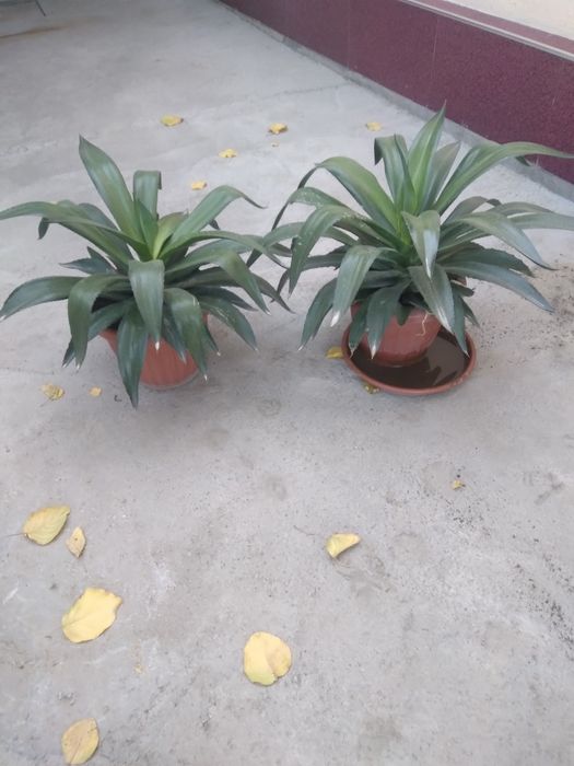 Продается Агава.