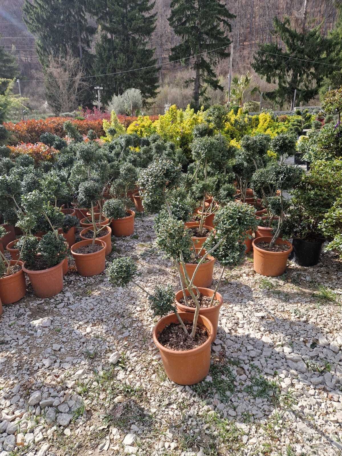 Buxus , PonPon , Ilex Plante Ornamentale
