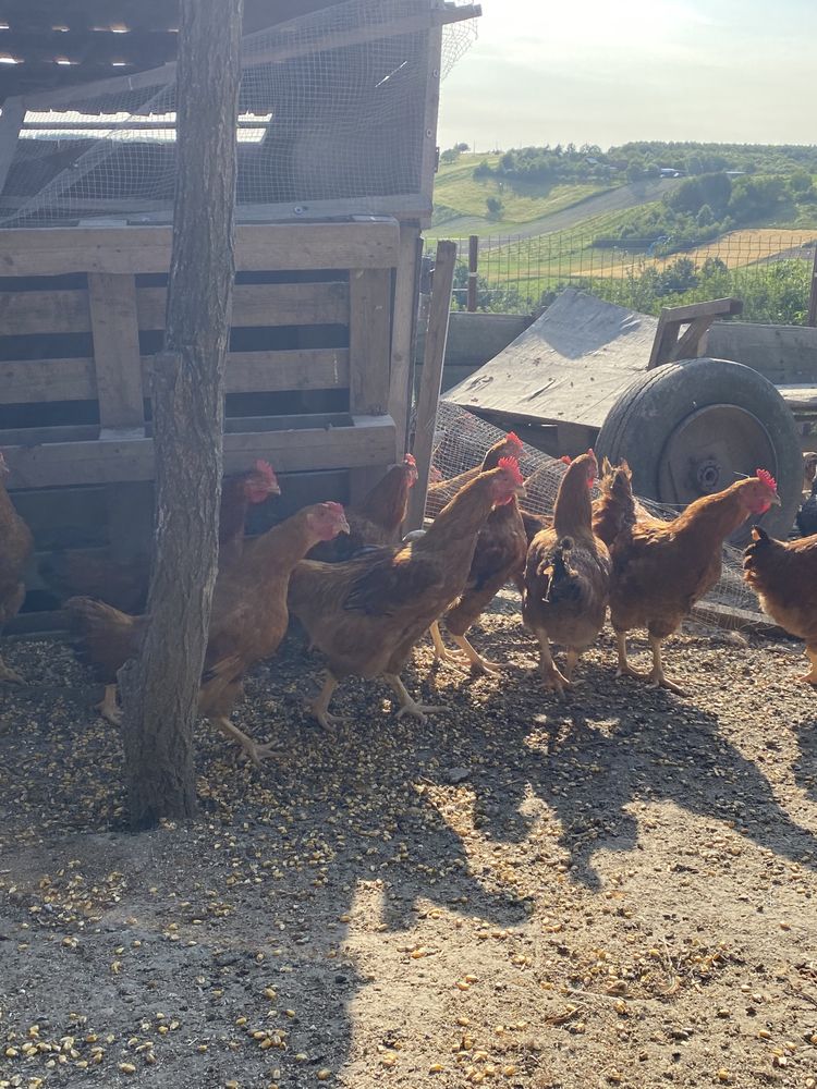 Cocoși de vanzare
