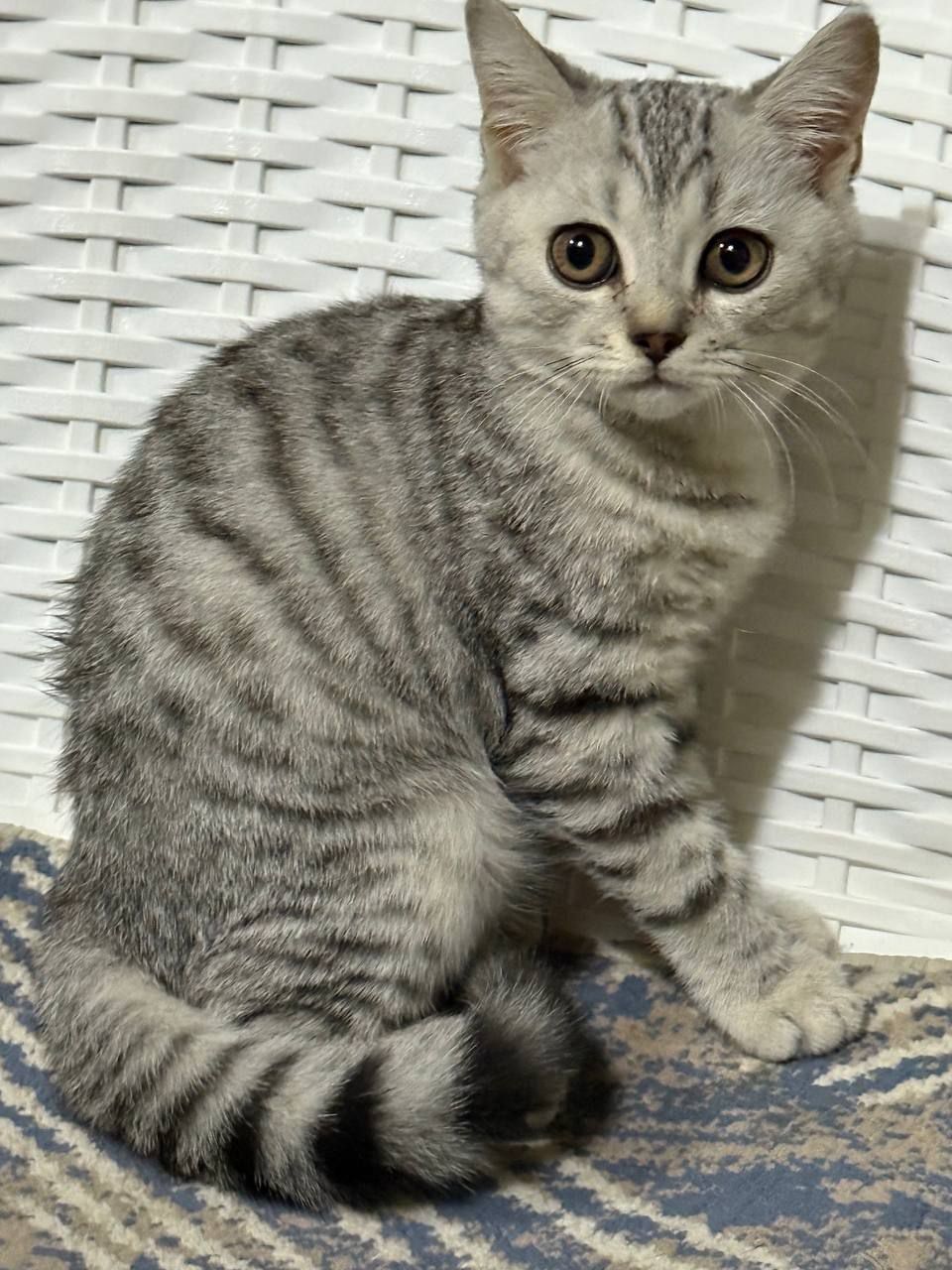 Продаётся пародисти котят