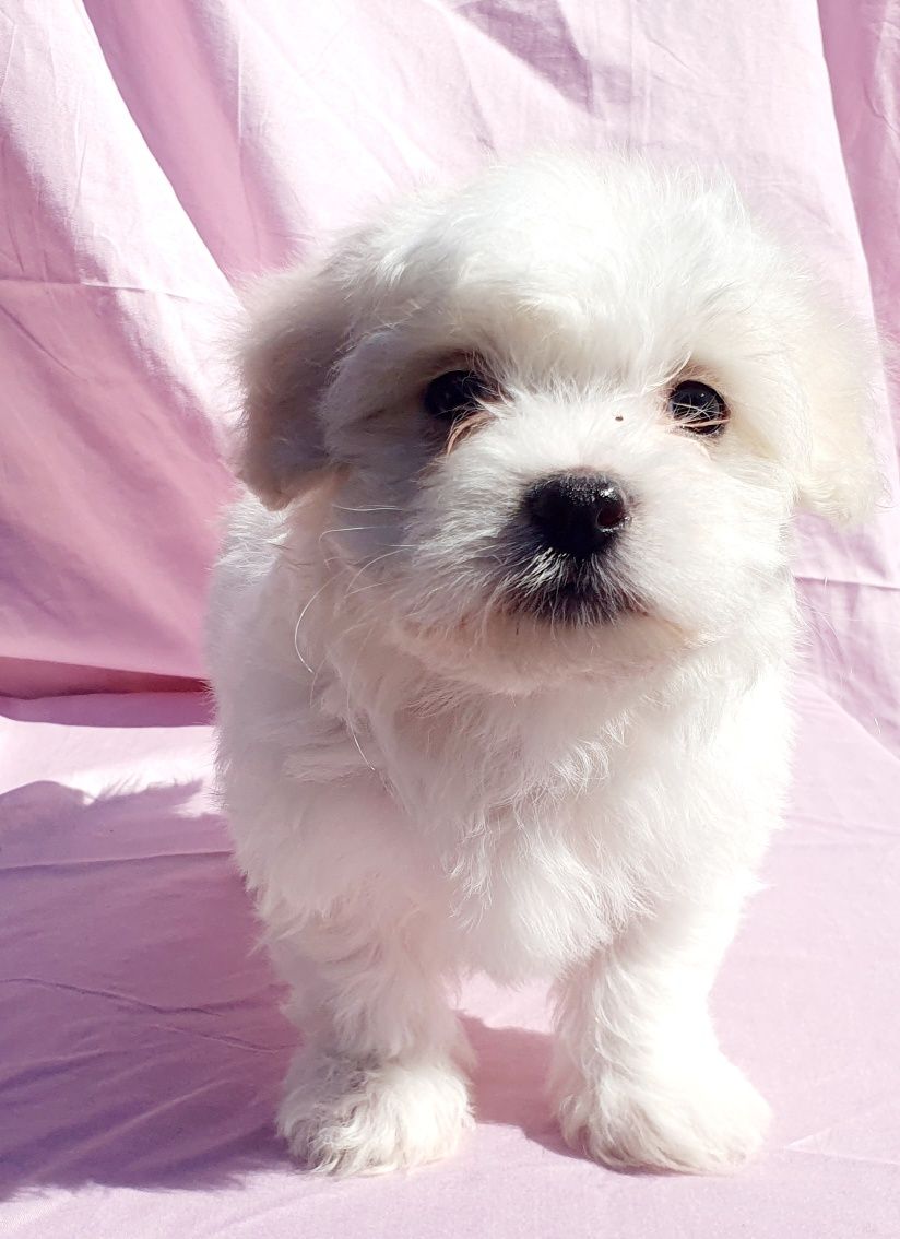 Bichon Maltez Alb