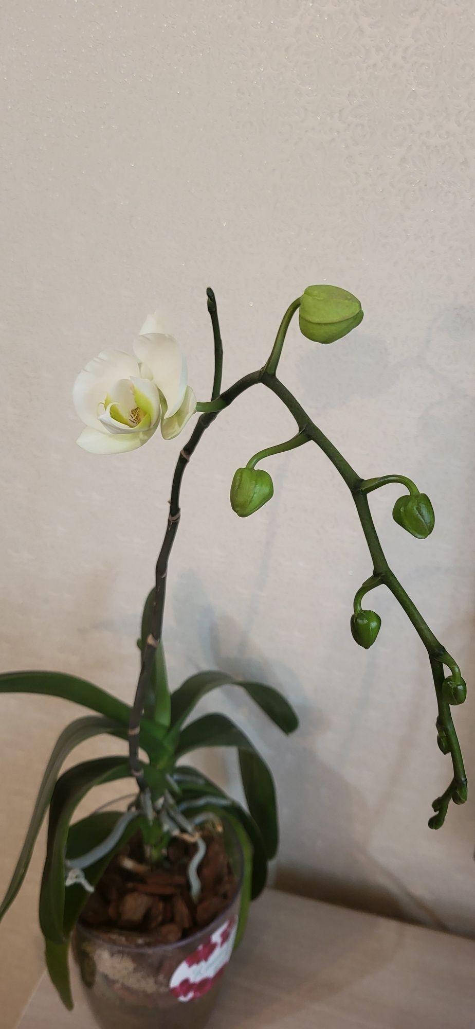 Продам Белую орхидею из домашней коллекции
