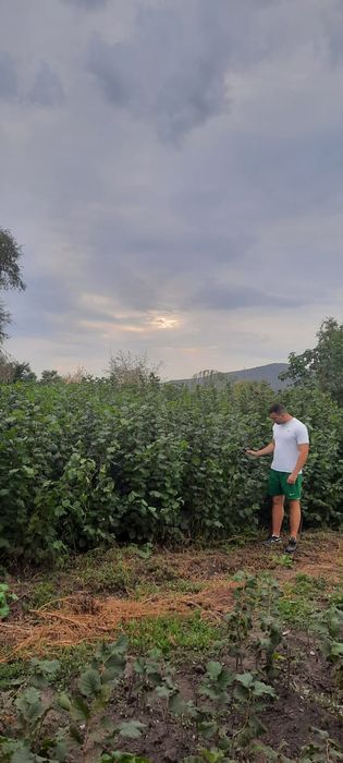 Aluni soiuri Nuci altoiti Chandler Nuci Gioagiu Kaki Rodiu.Tei>RO.Soc.