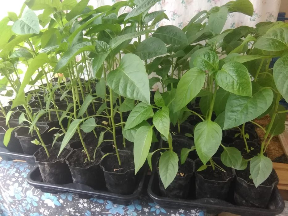Продам рассаду помидоров, перцев, баклажанов