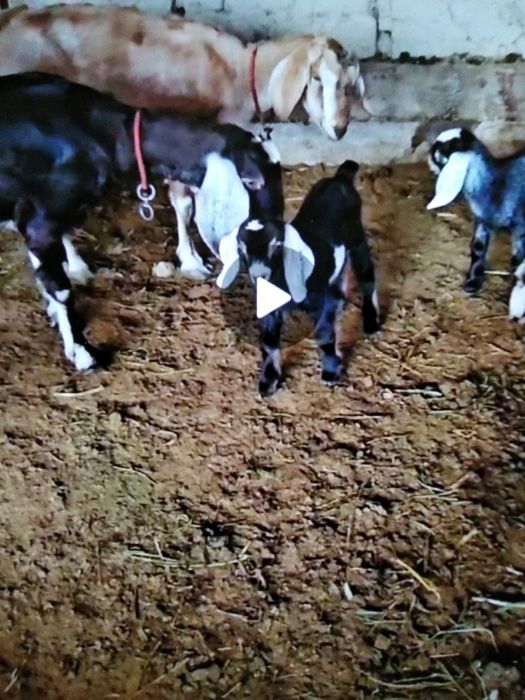 Англонубин тоза зотли така сотилади