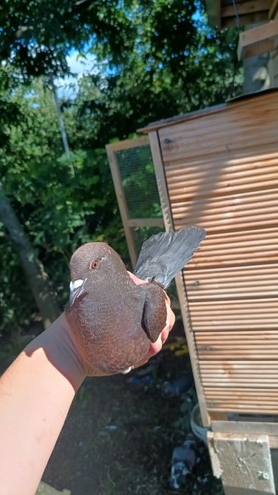 porumbei culori de deosebite