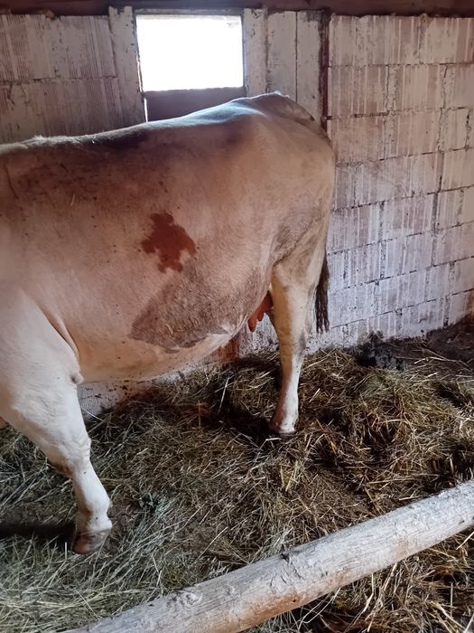 Vând vacă de 5 ani