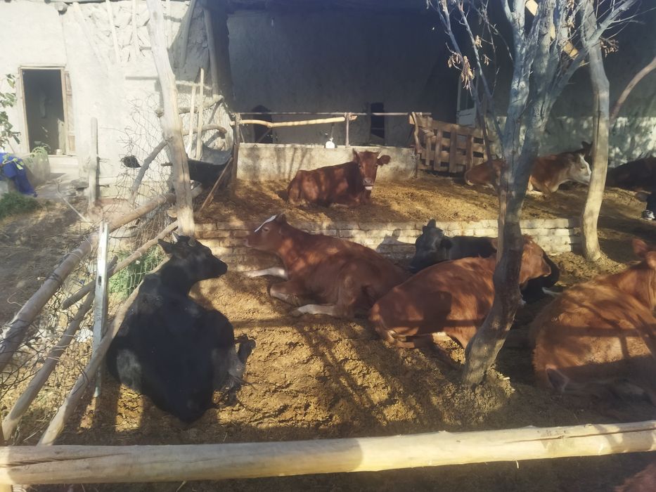 Gunojincala zoridan kafolati bn