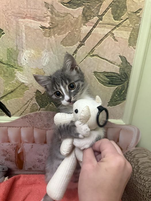 Котенок срочно с добрые руки