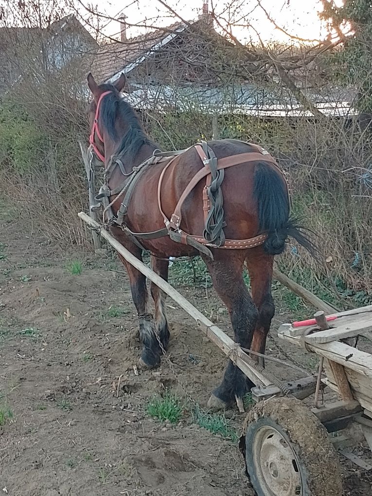 Vând noaten de 1 an și 11luni