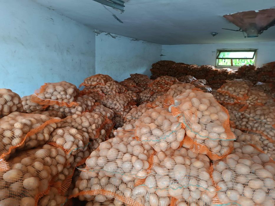 Cartofi Carrera-ultra sortat recent ambalat lasaci 25 de kile cusut