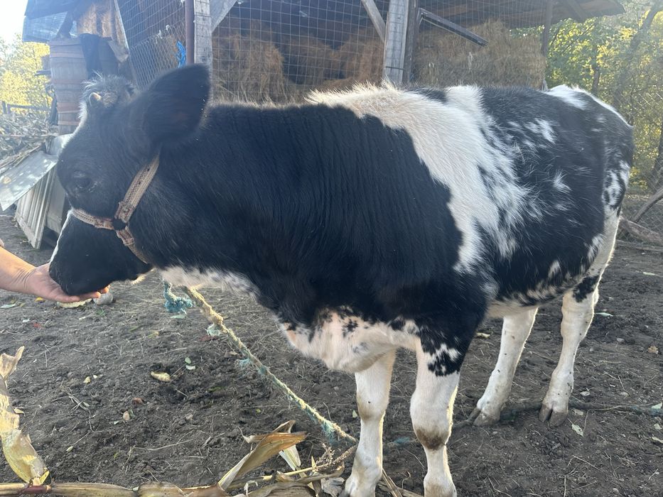 Se vinde pret 4300 lei negociabil