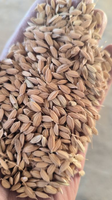 АПАЛОН шоли уруги сотилади!