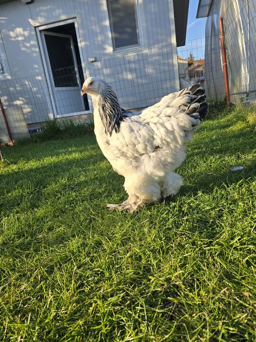 Brahma herminat deschis