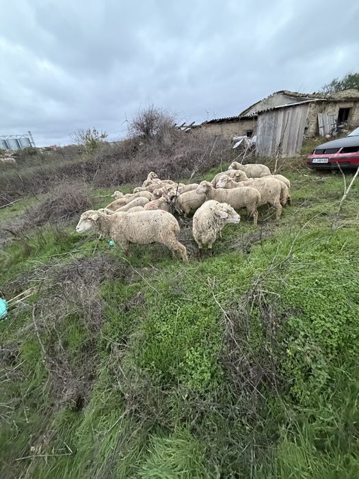 Oi gestante de vanzare