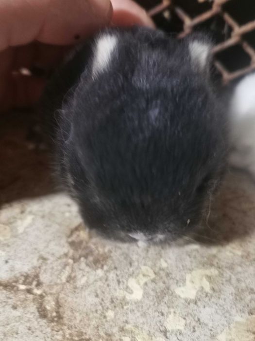 Декоративни мини зайчета