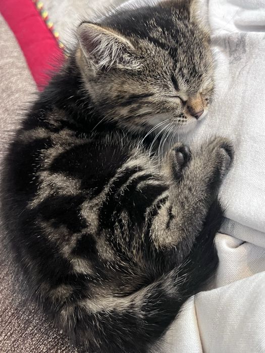 Котенок британский породы