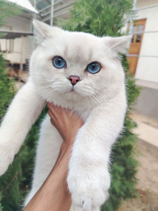 Британская короткошерстная