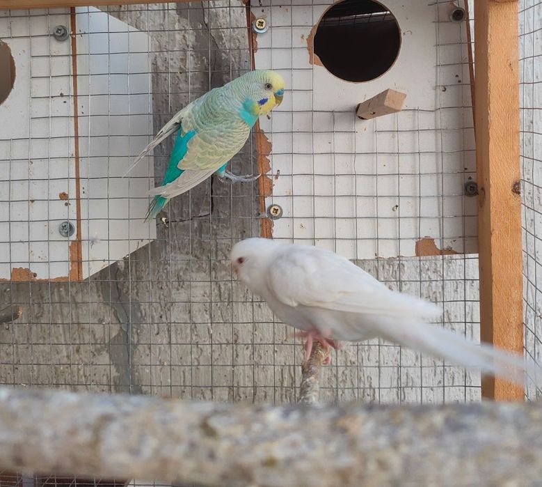 Valnistiy 2 para 250min