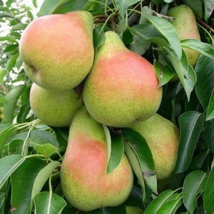 Pomi Fructiferi deosebiti par olivier de serres