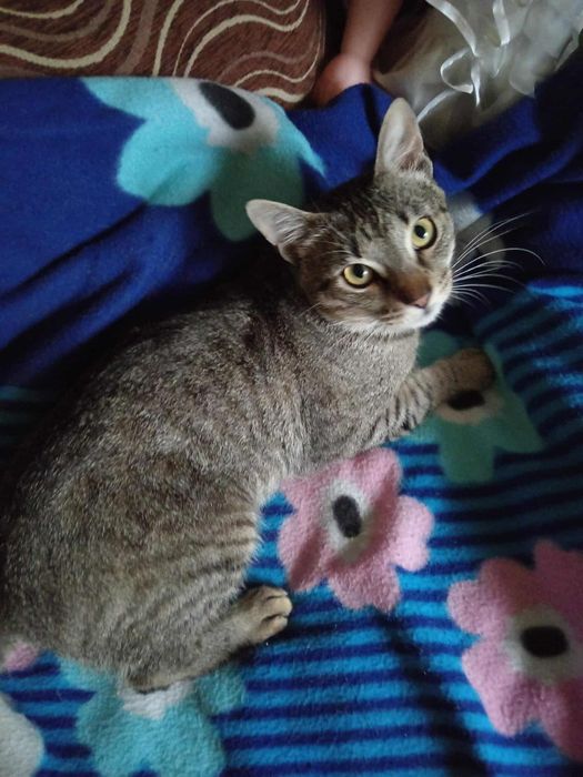 Donez pisica unei familii iubitoare de animale.