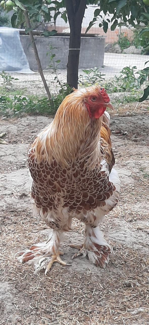 Toza zotli brama xörozlari